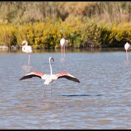 Le Mazet De Jean Oda ve Kahvaltı Le Cailar